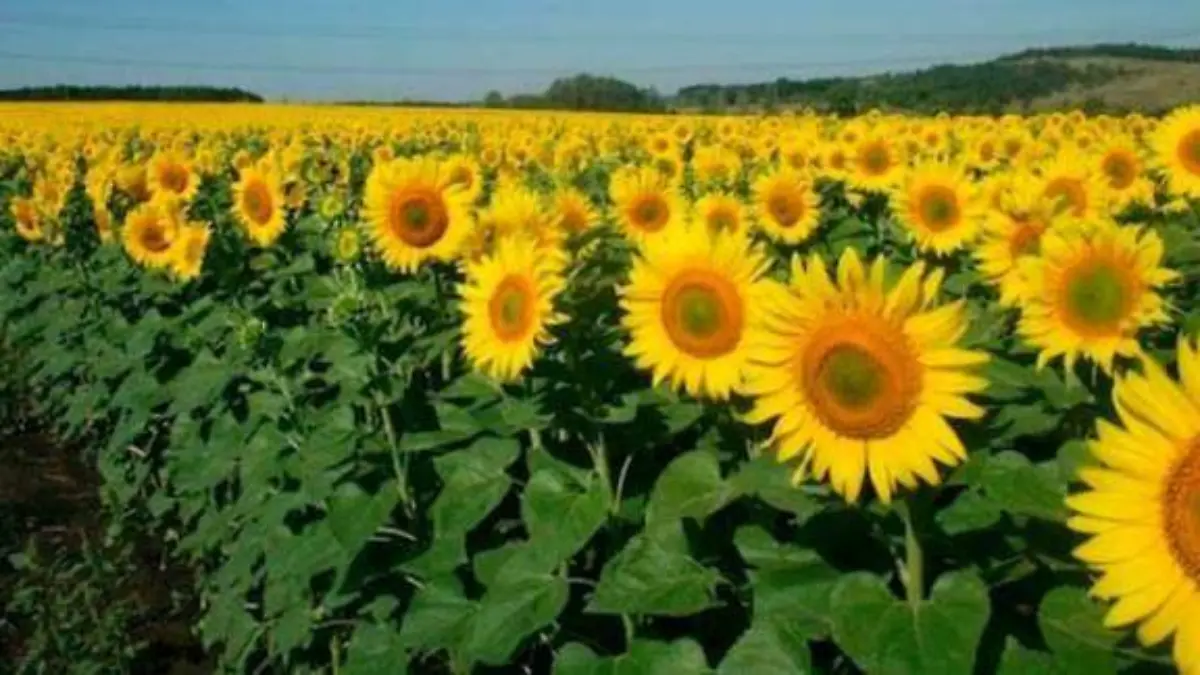 GIRASOLES