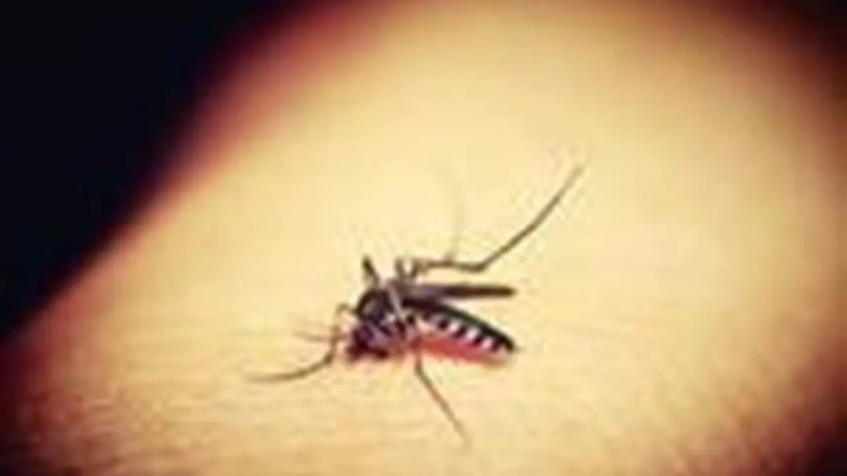 DENGUE