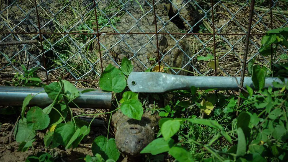 ostok-santuario-de-cocodrilos