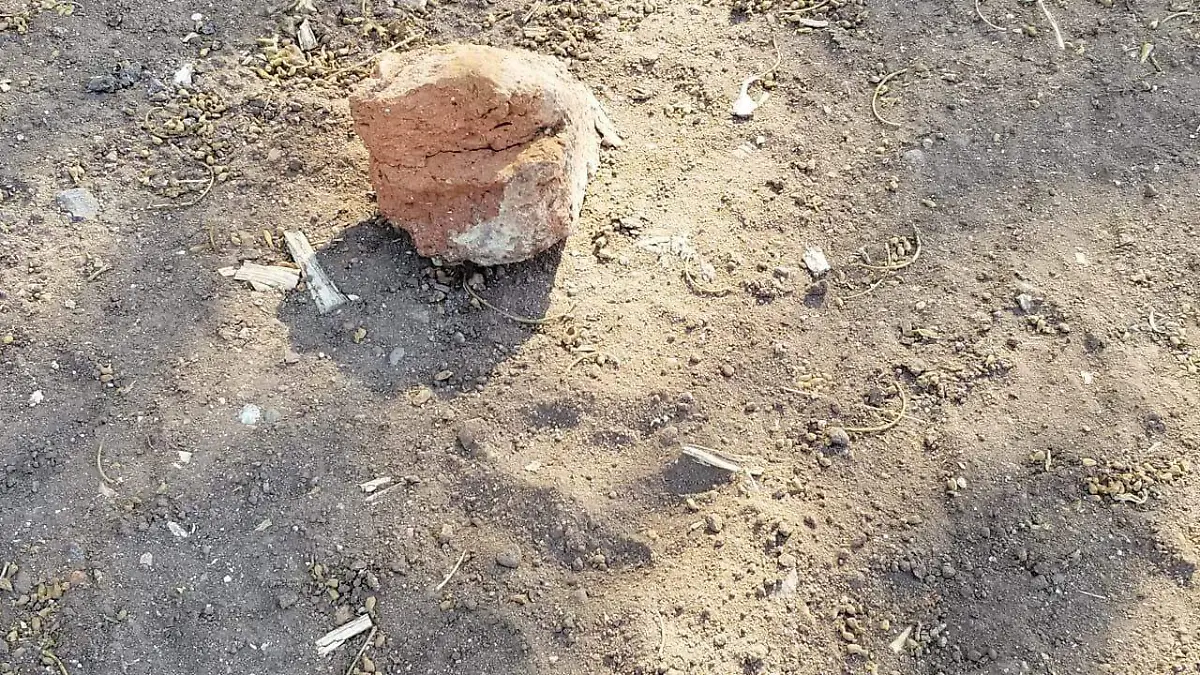 Vida Salvaje 