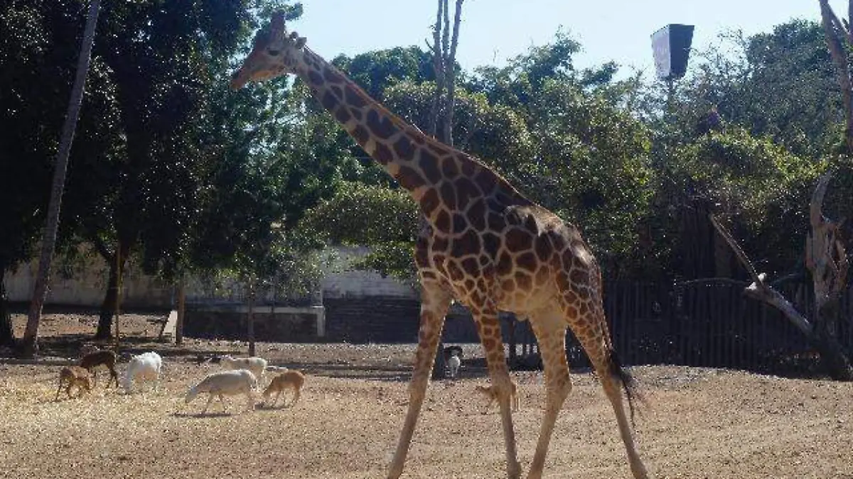 jirafa
