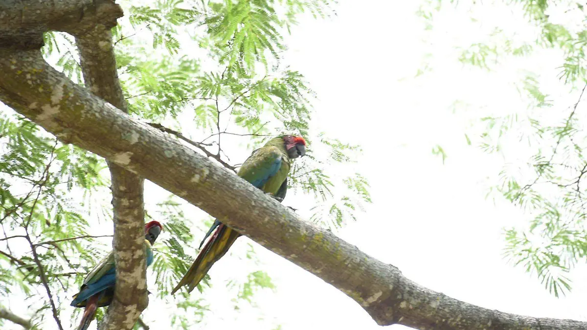 reserva-ecologica-de-la-uas