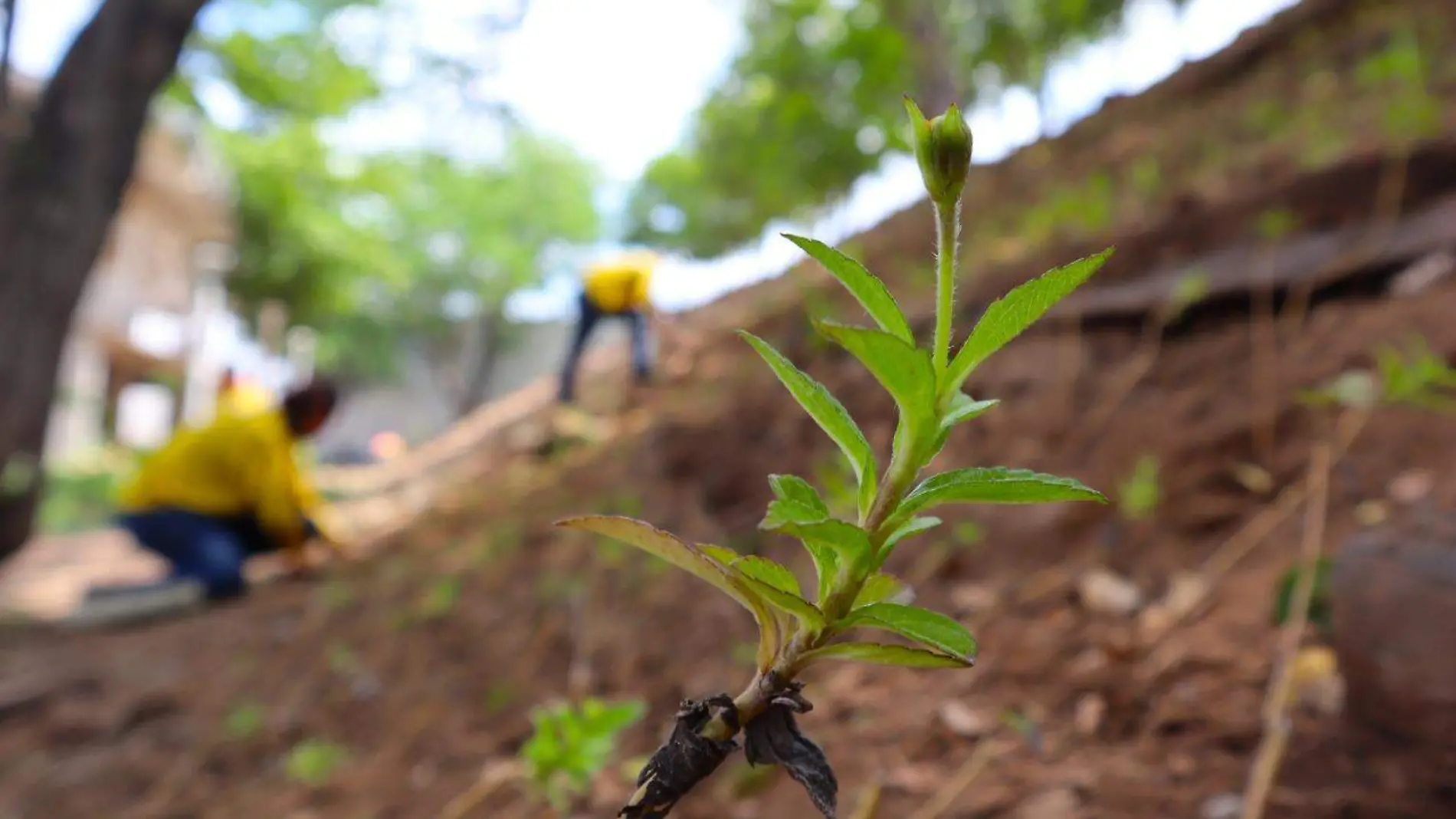 reforestacion-parque-87