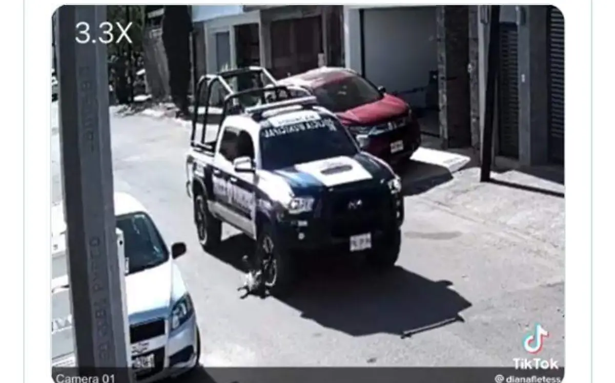policias-atropella-perrita