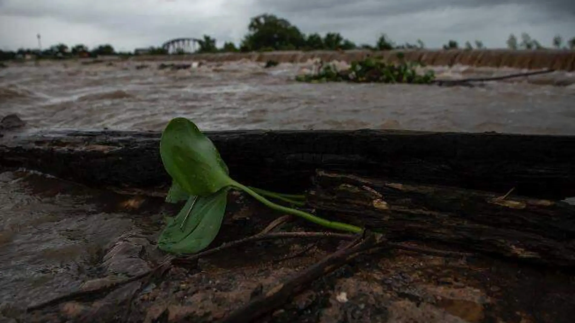 lluvias