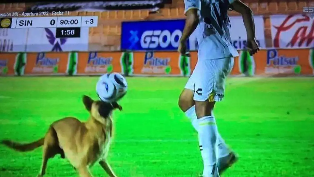 dorados - perro