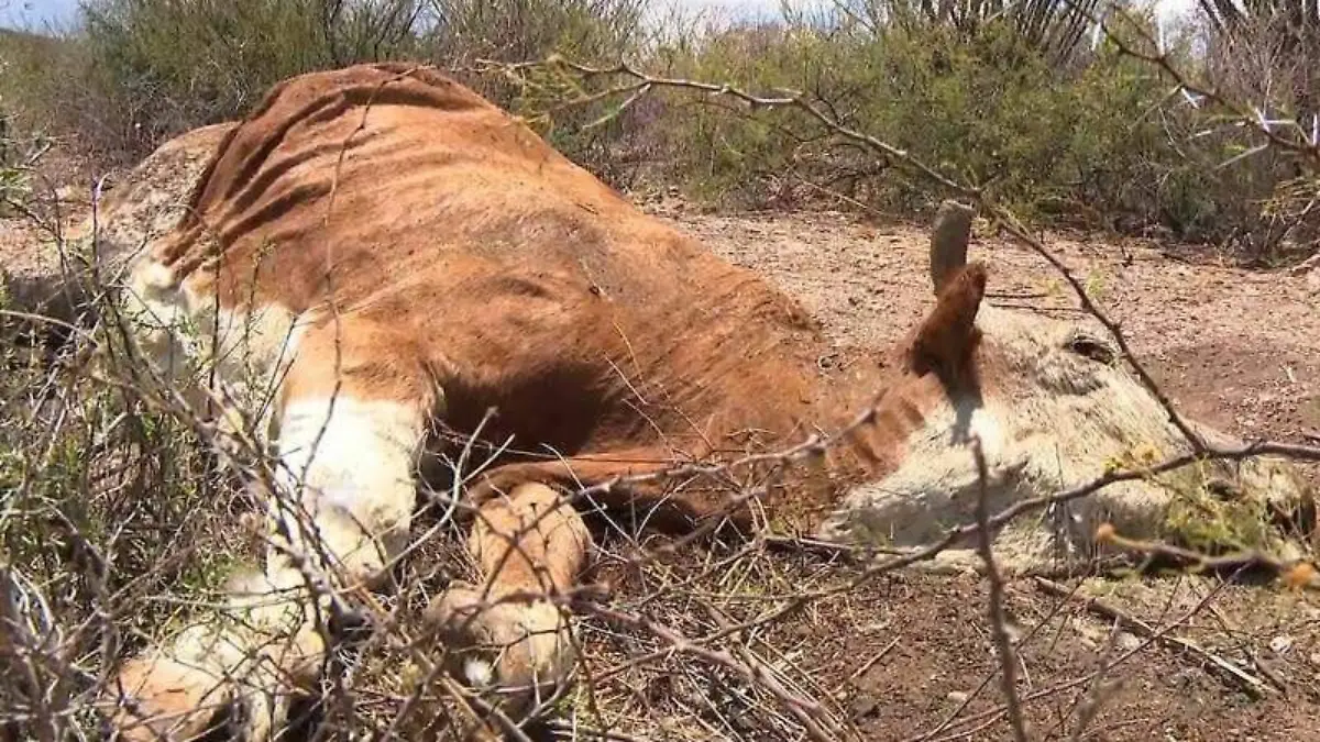 431068dc-2c17-4aac-bbd1-9d01efac7ea2