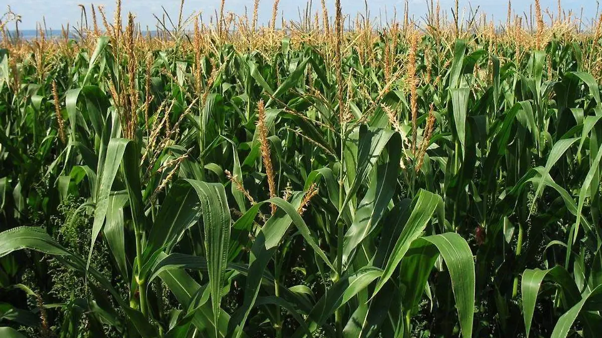 corn-field-1935_960_720