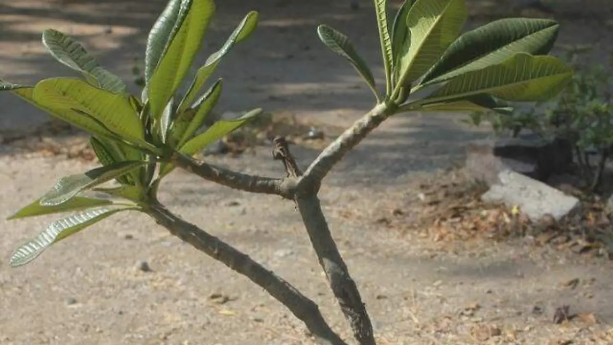 REFORESTACION
