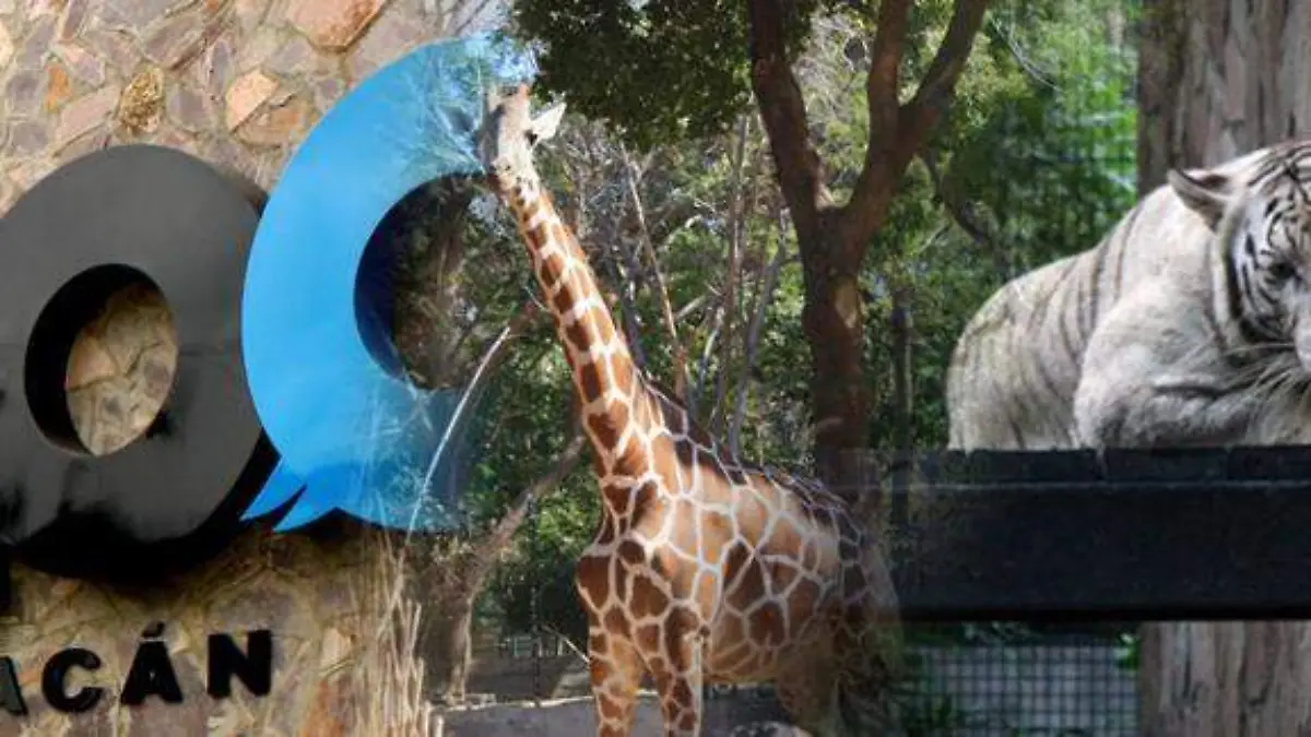 zoologico