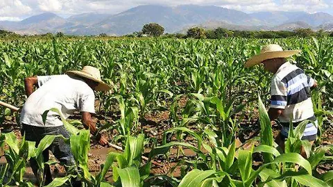 Campesinos demandarán a AMLO definir delegados y apoyos al campo - El Sol  de Sinaloa | Noticias Locales, Policiacas, sobre México, Sinaloa y el Mundo