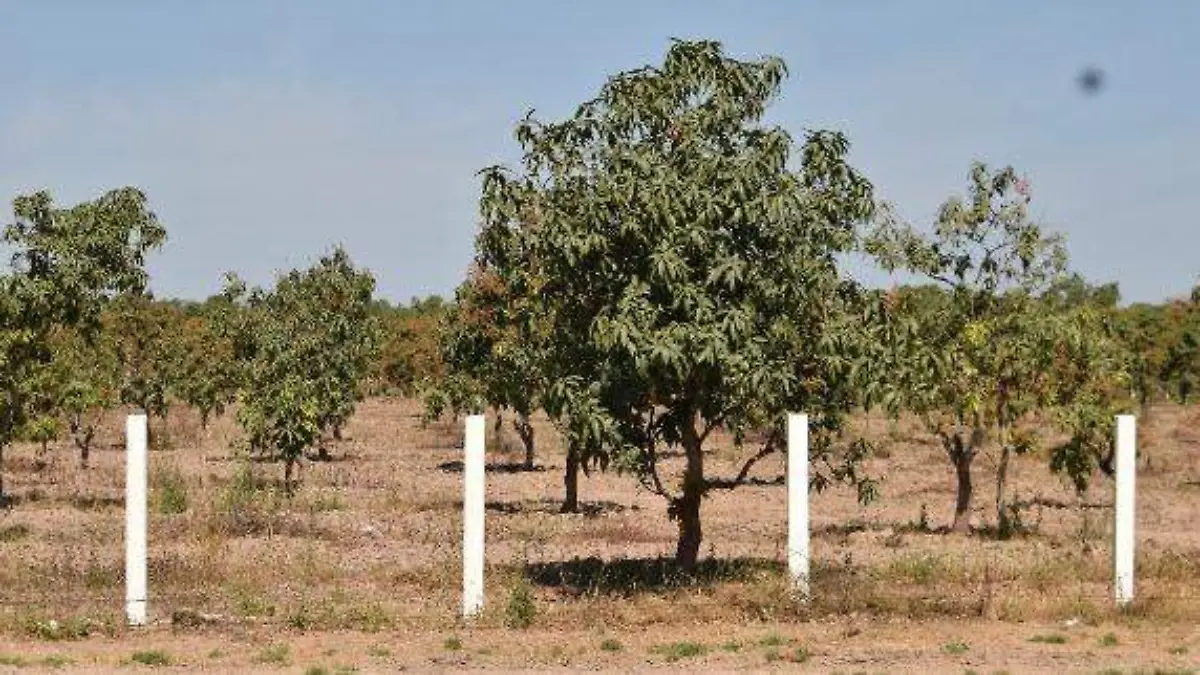 MANGOS