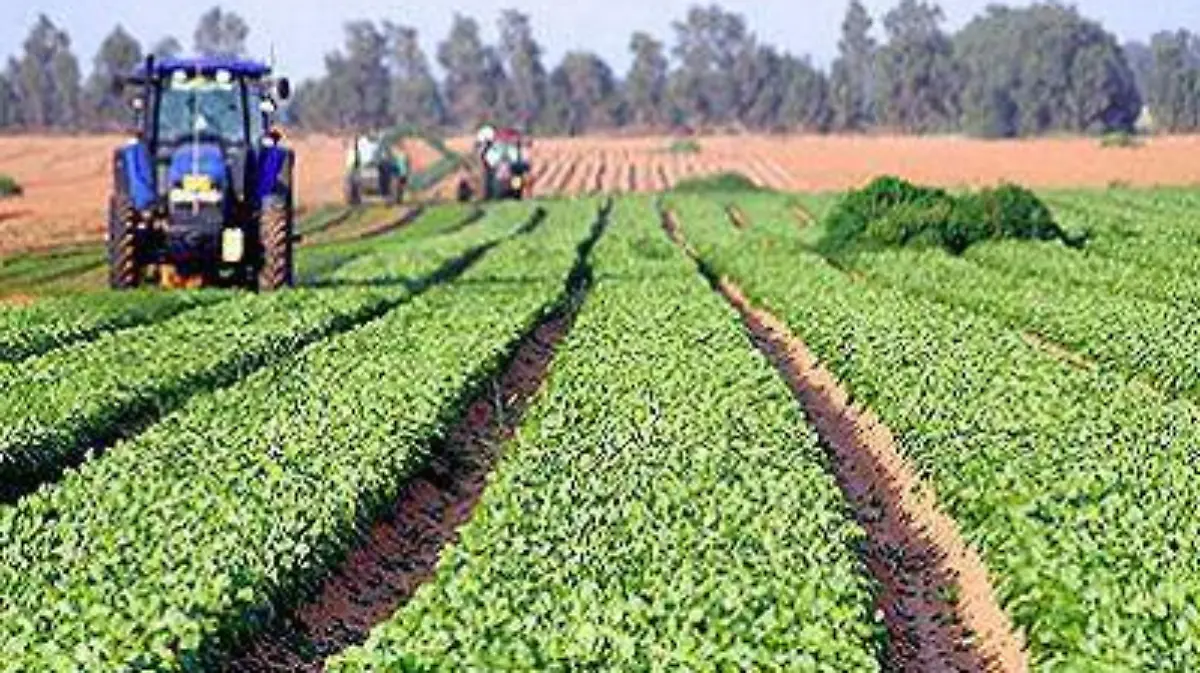 Desarrollo-agrícola-Sagarpa