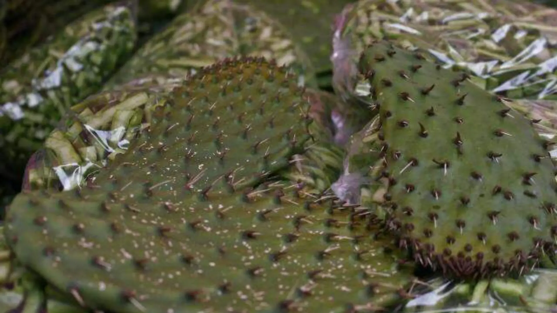 nopal