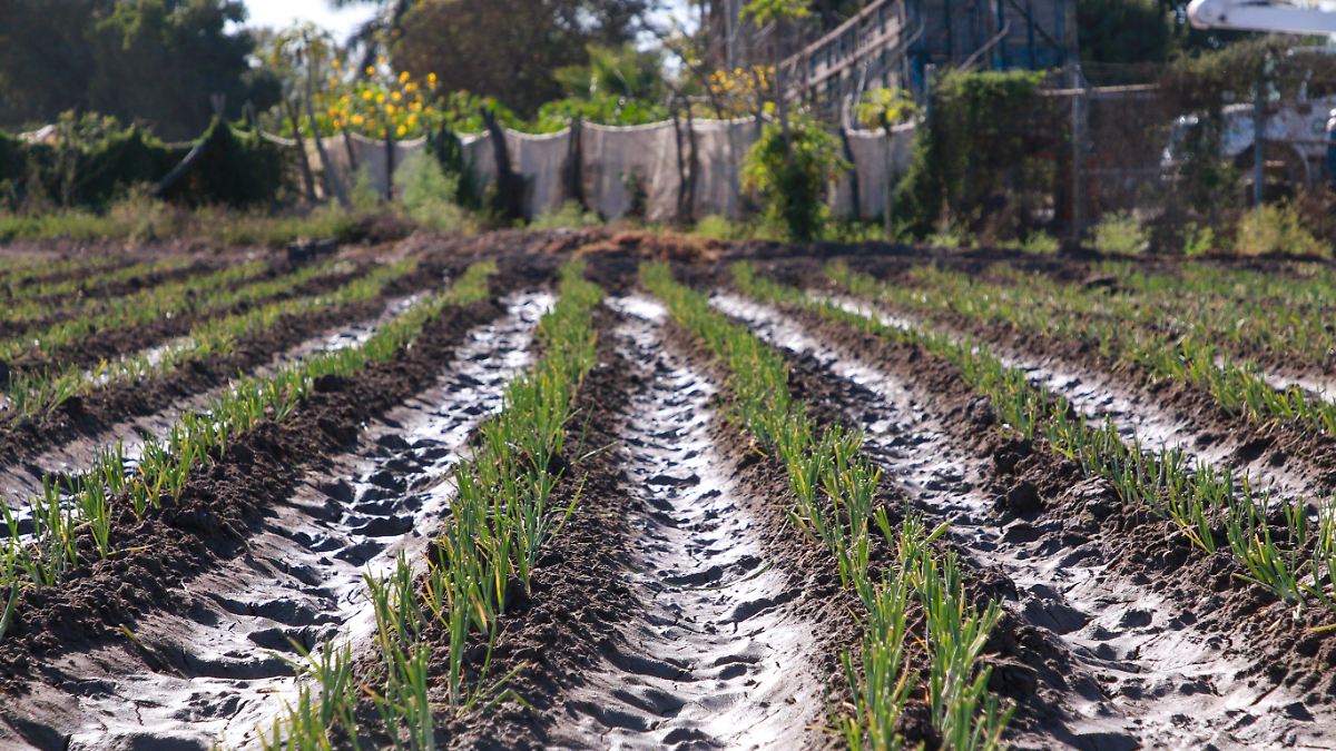 Por bajas temperaturas, no hay reportes de daños en cultivos: Feliciano  Castro - El Sol de Sinaloa | Noticias Locales, Policiacas, sobre México,  Sinaloa y el Mundo