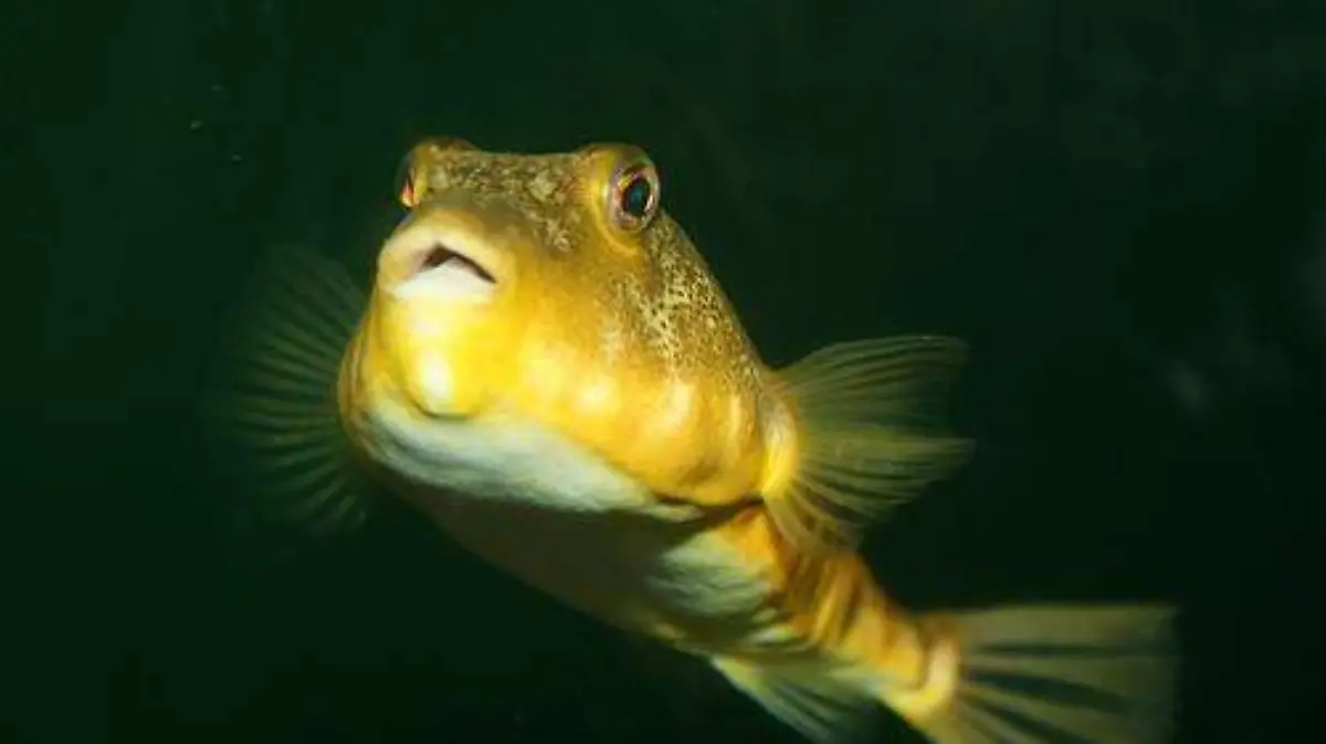 botete-diana-tamboril-norteño-pez-globo