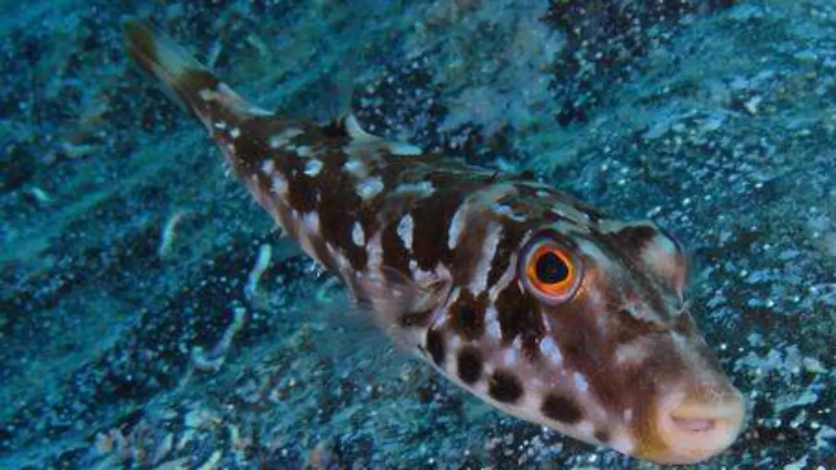 botete-diana-tamboril-norteño-pez-globo