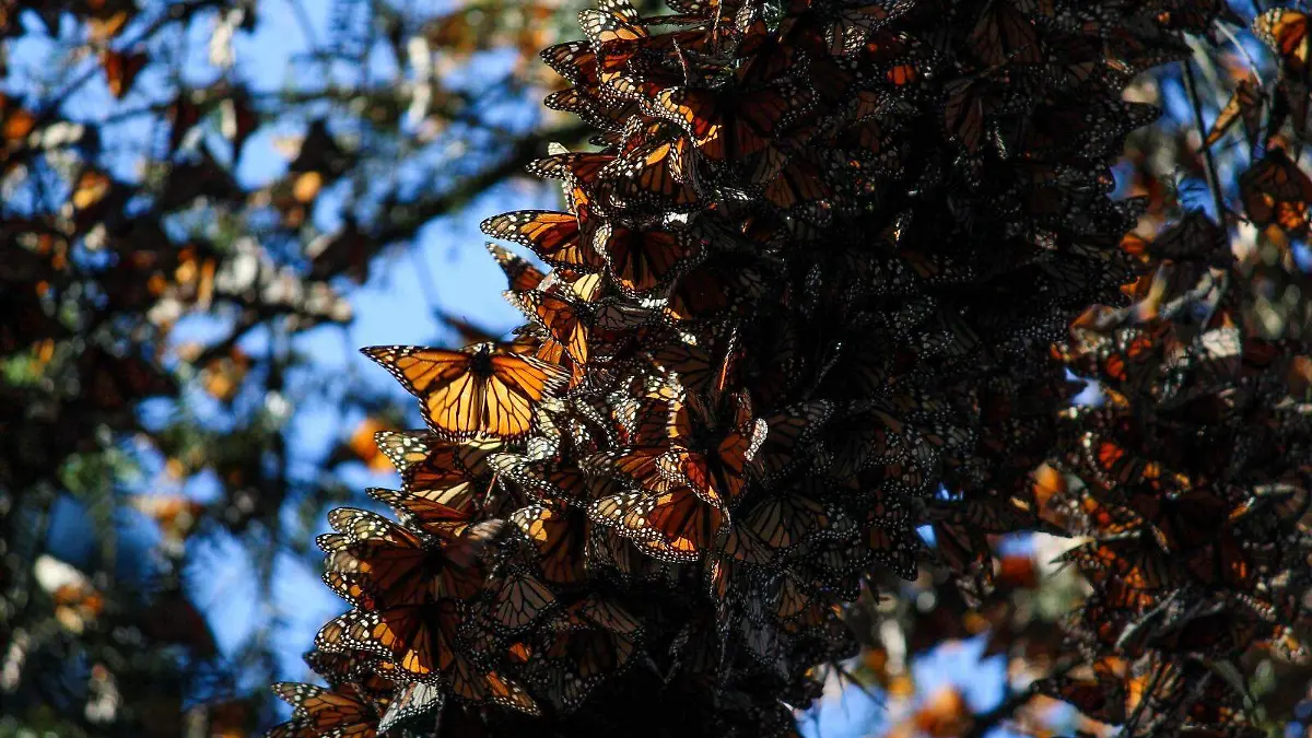 mariposa monarca