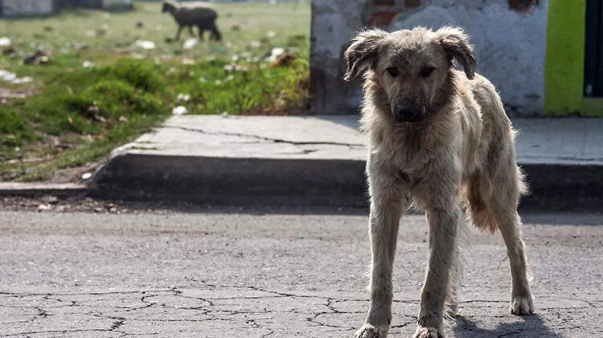 rabia-perro-calle