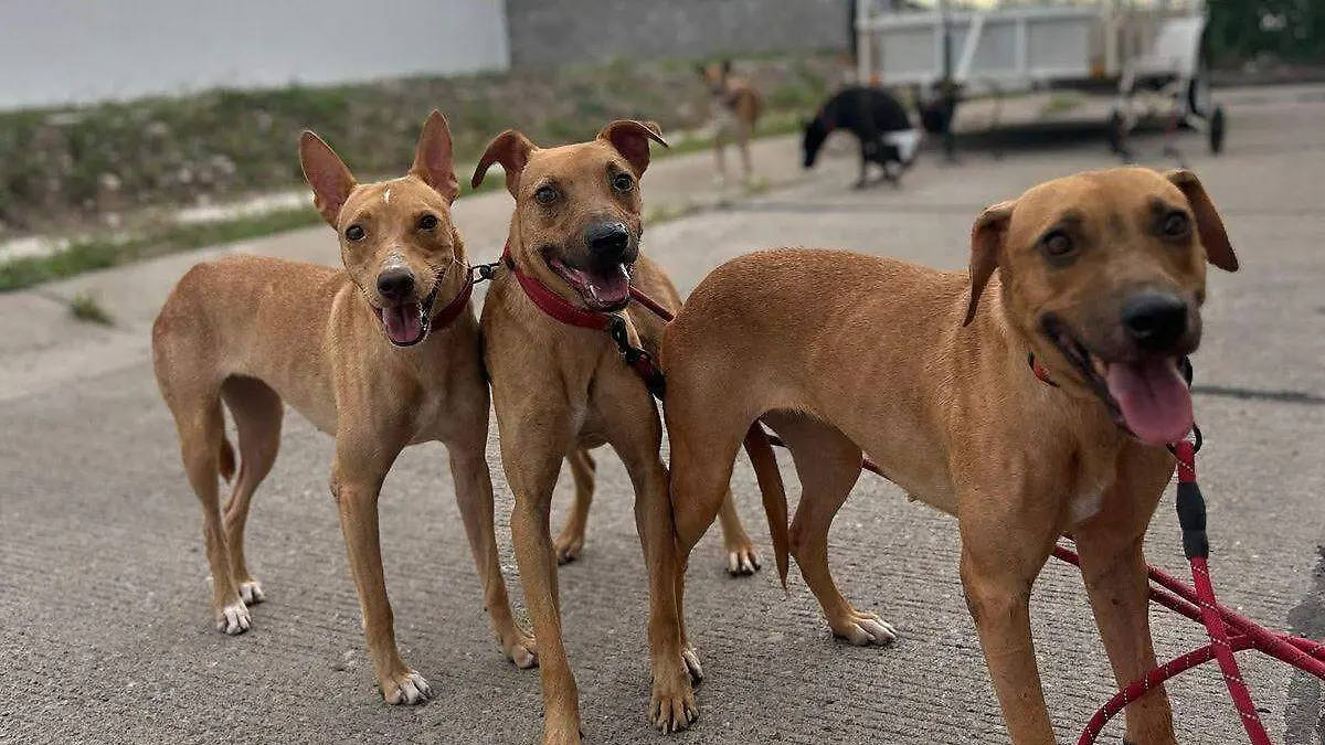 perros-fundacion-laika