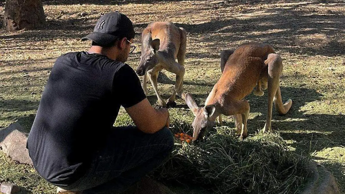 zoologico-animales