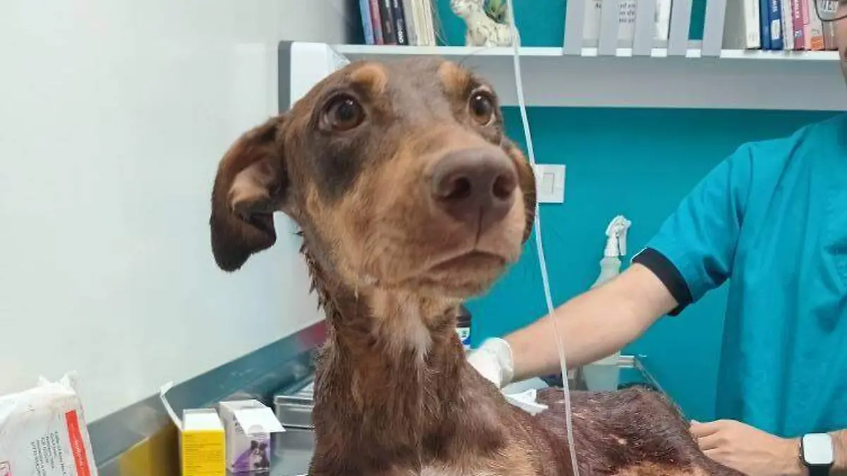 perrita-fundacion