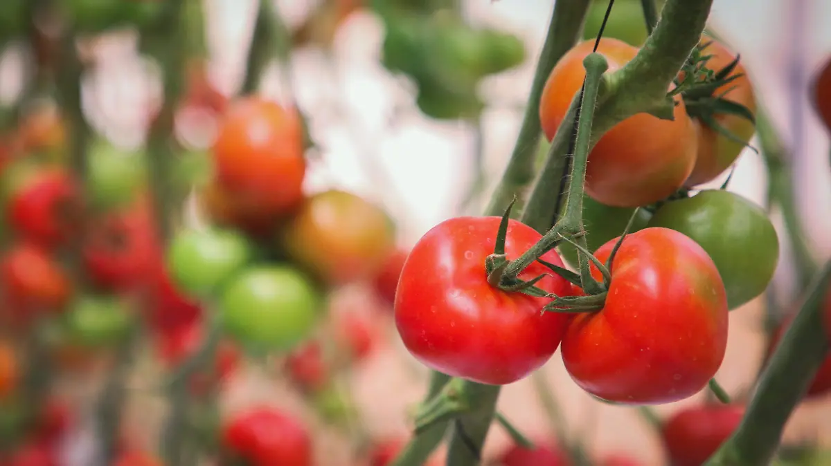 tomate1