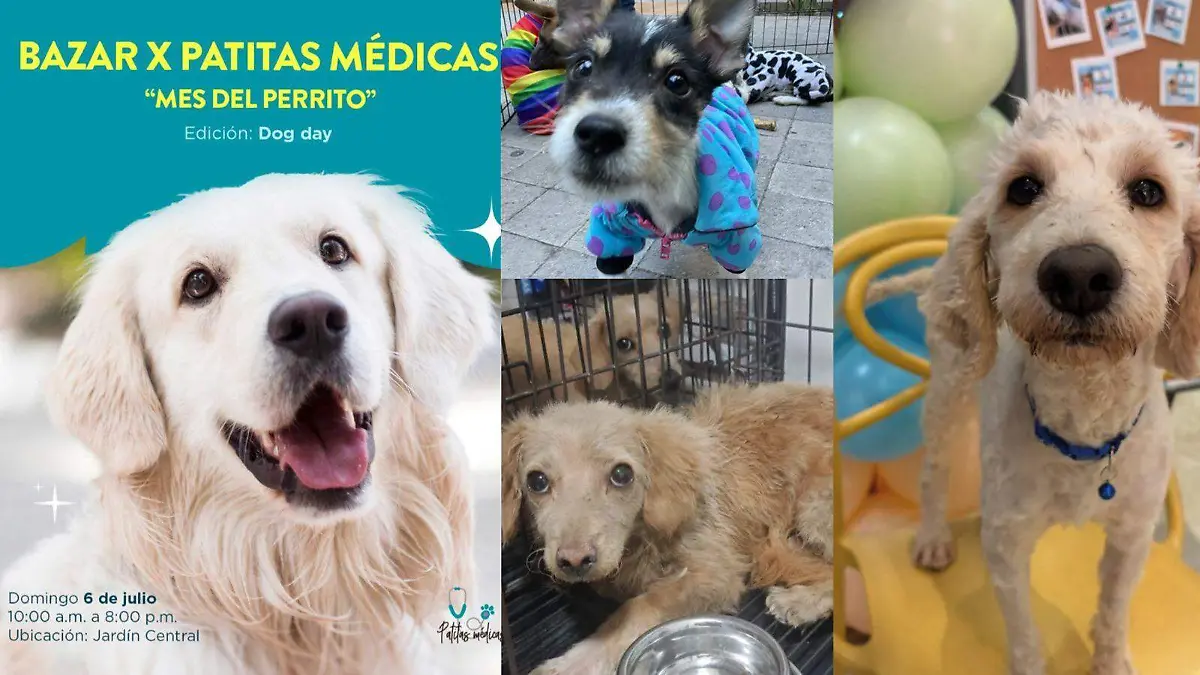 Perros 