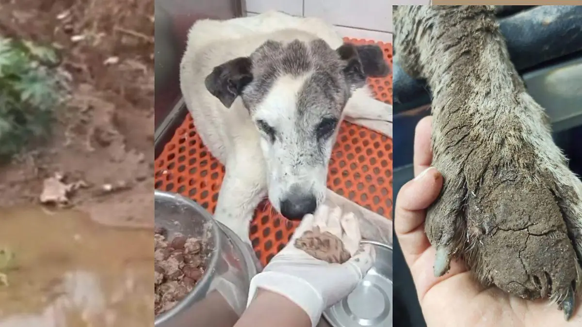 Perrito