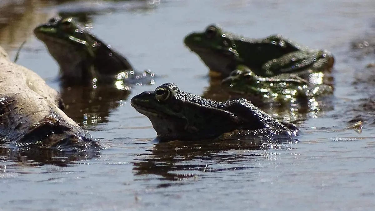 ranas