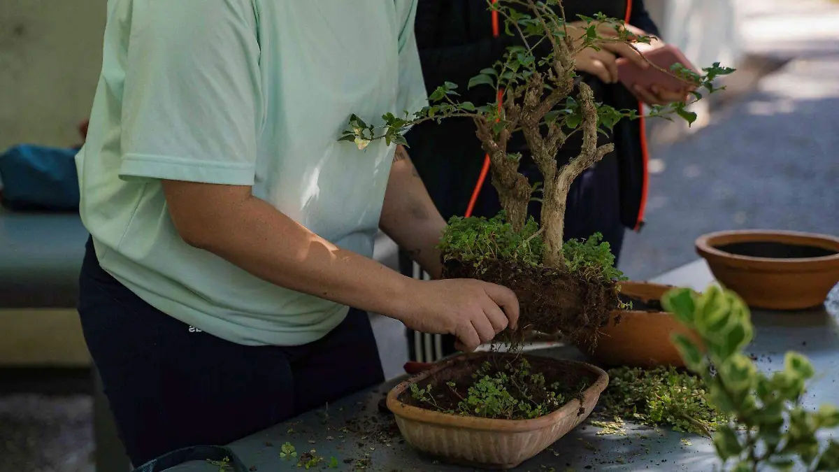 Bonsai