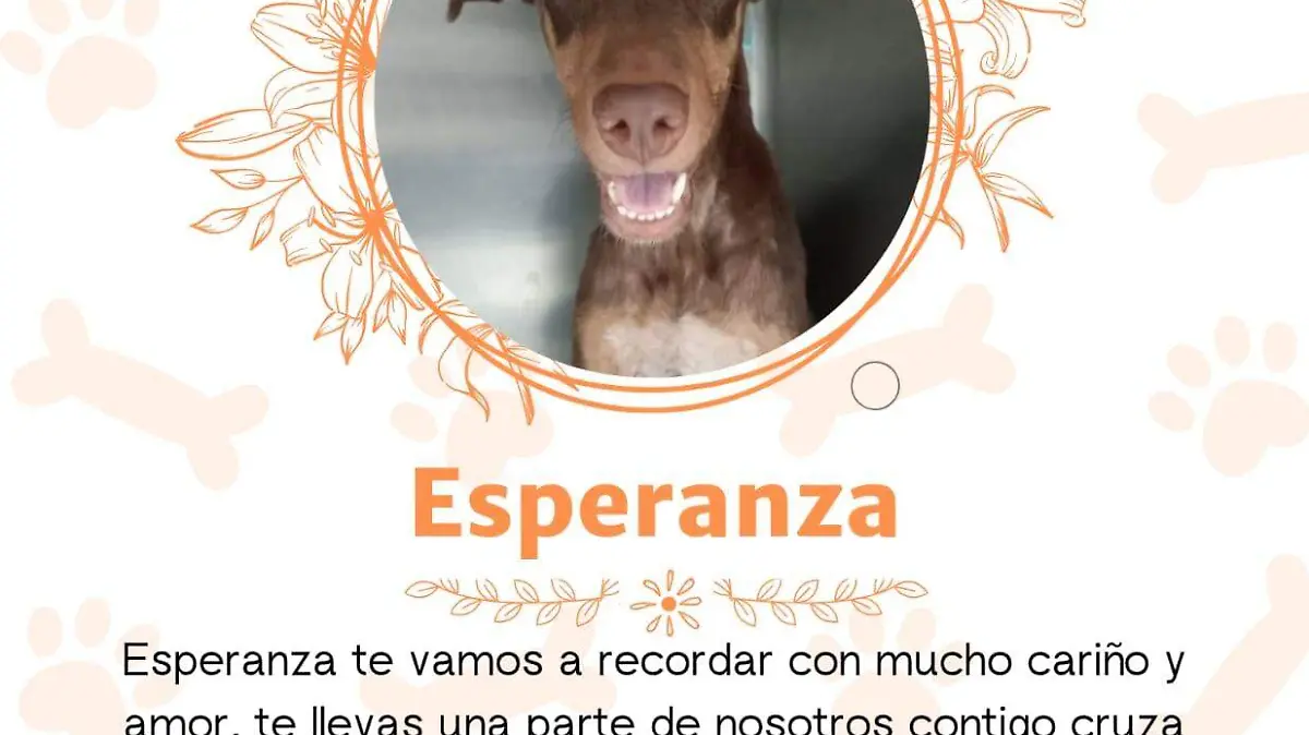 esperanza-perrita