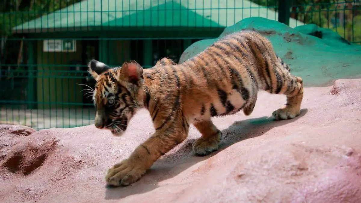 Tigre-zoo 