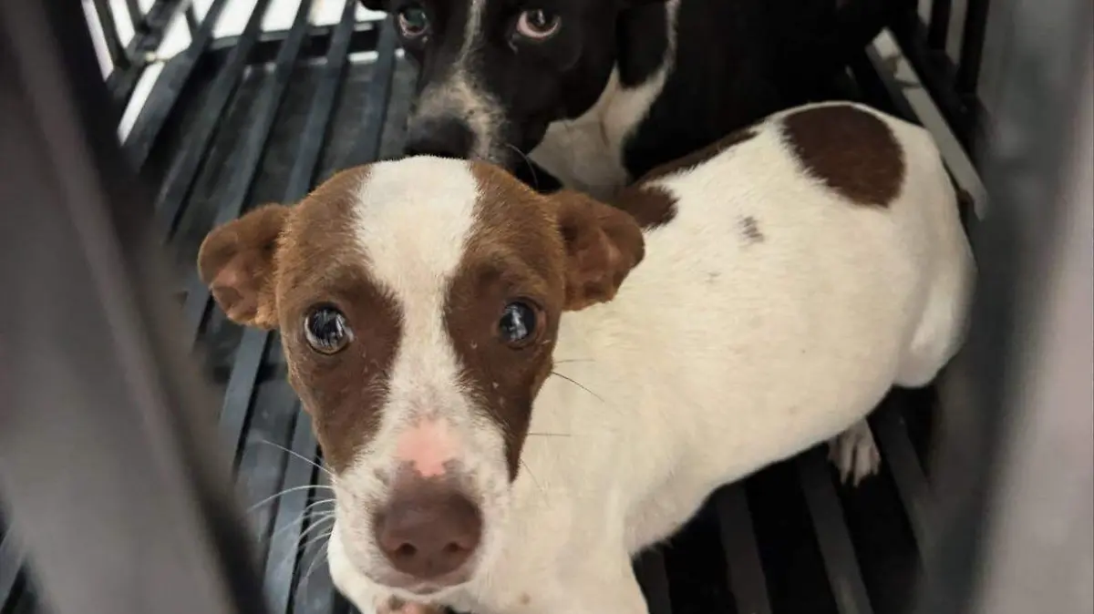perritos
