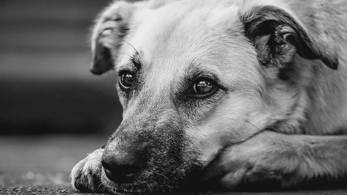 perro