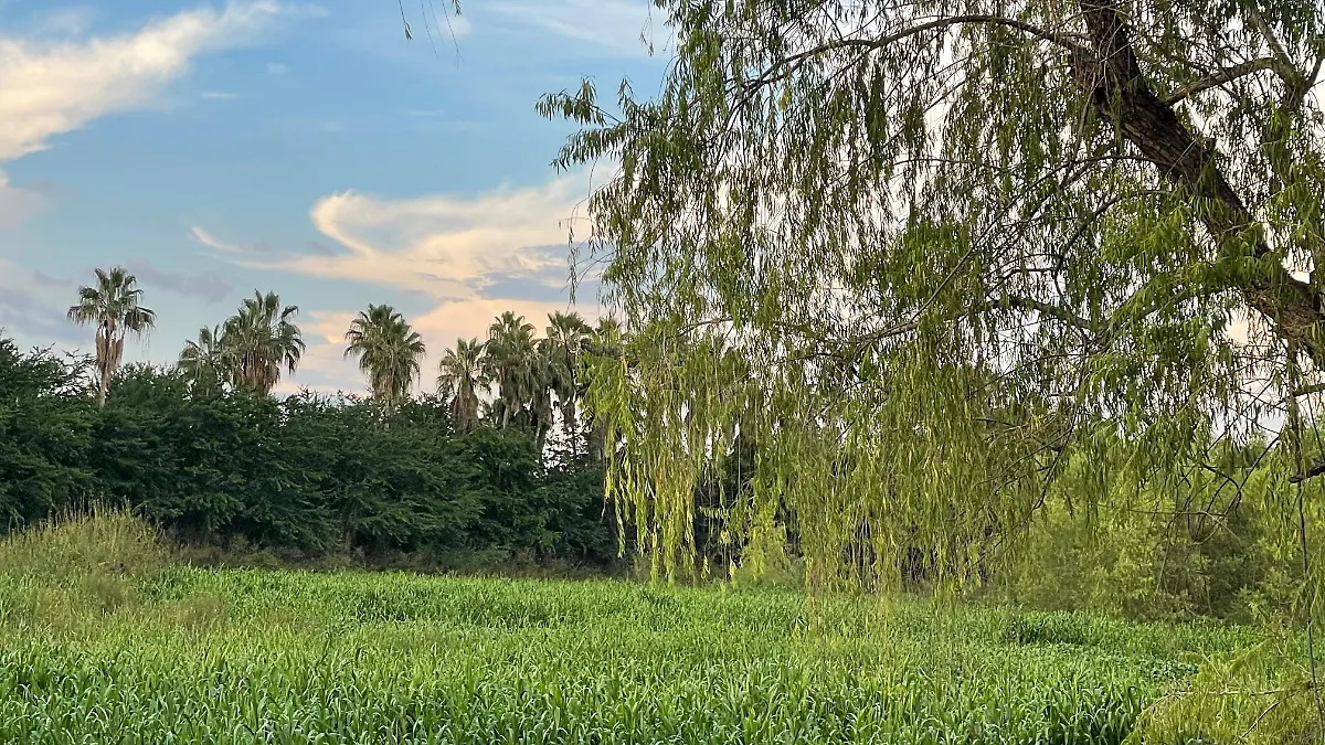 rio-culiacan-naturaleza-tematica