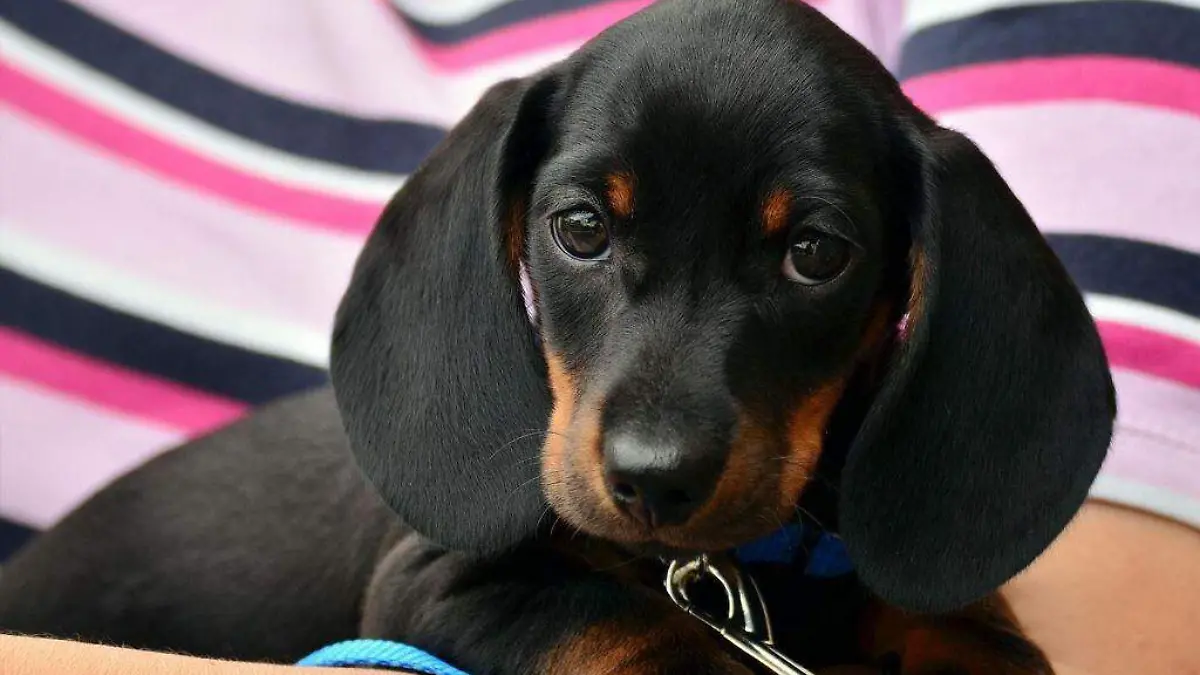 perrito - negro
