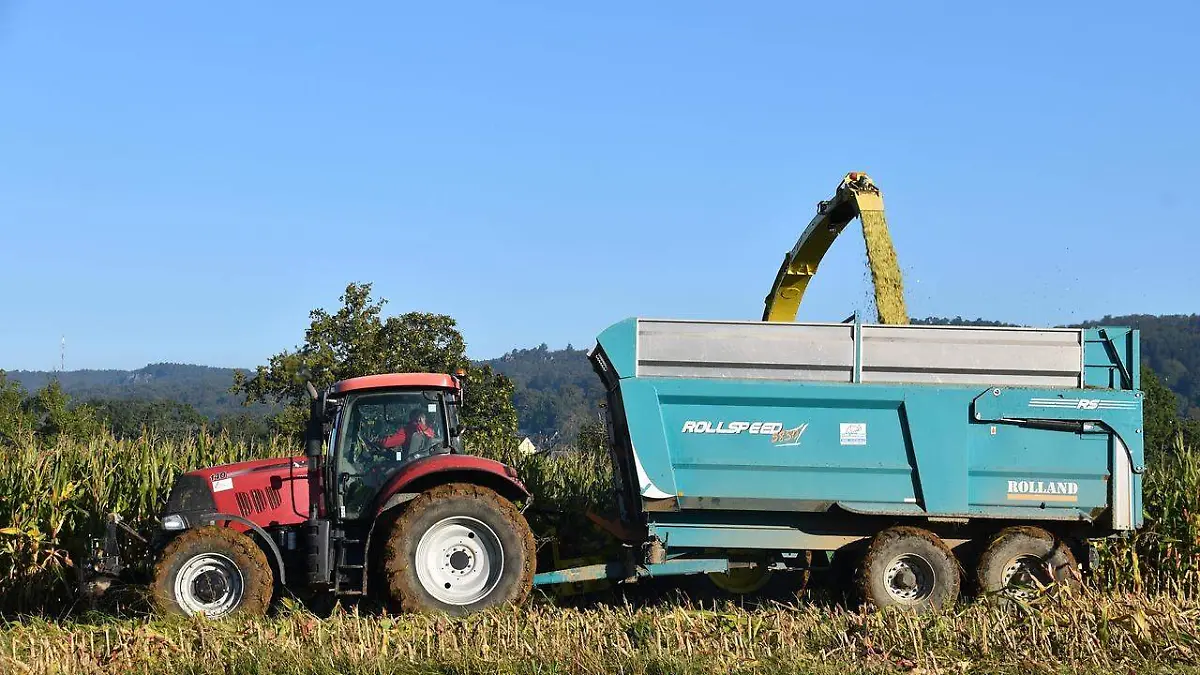 maiz-siembra-cosecha-siembra
