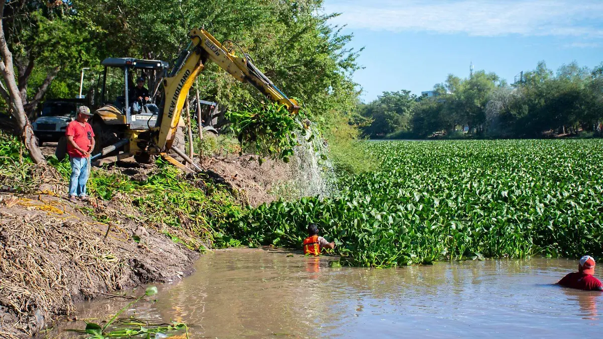 Limpieza-Lirio-Acuatico