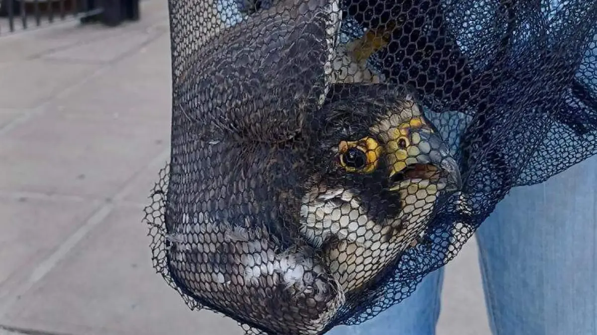 Rescate-halcón-gepa