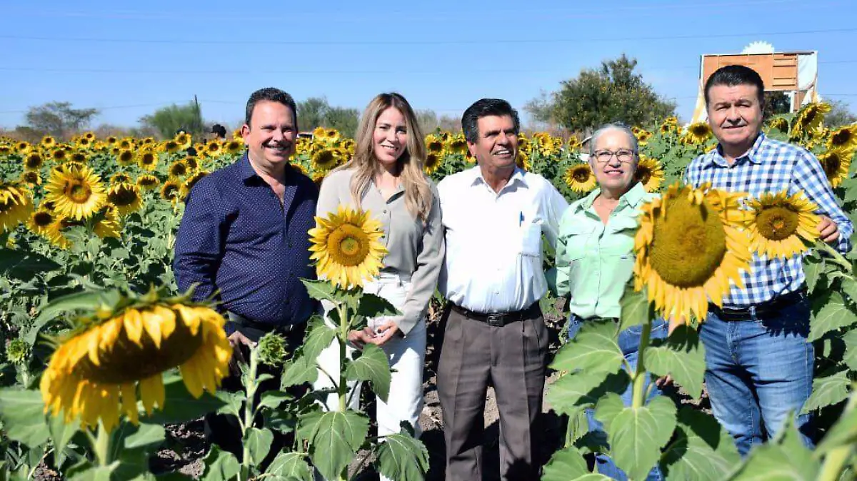Campo-girasol-mocorito
