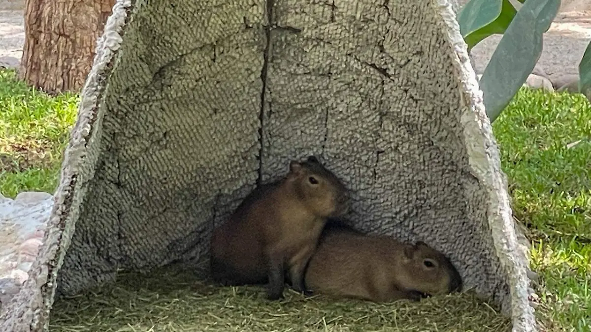 Posada-zoologico-culiacán2