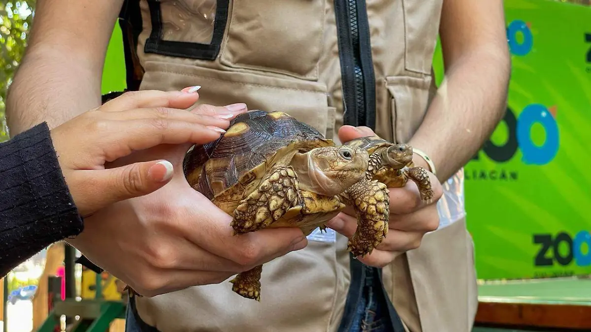 Posada-zoologico-culiacán-tortuga