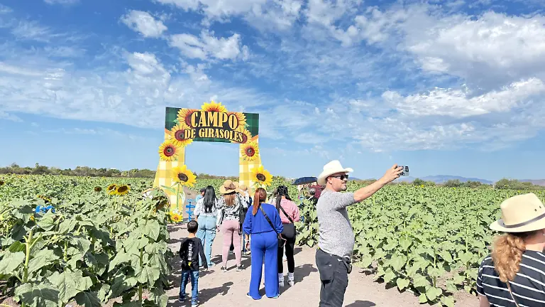 Mocorito-campo-girasol10
