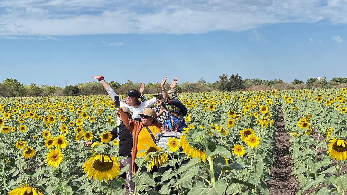Mocorito-campo-girasol