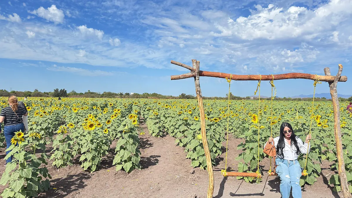 Mocorito-campo-girasol