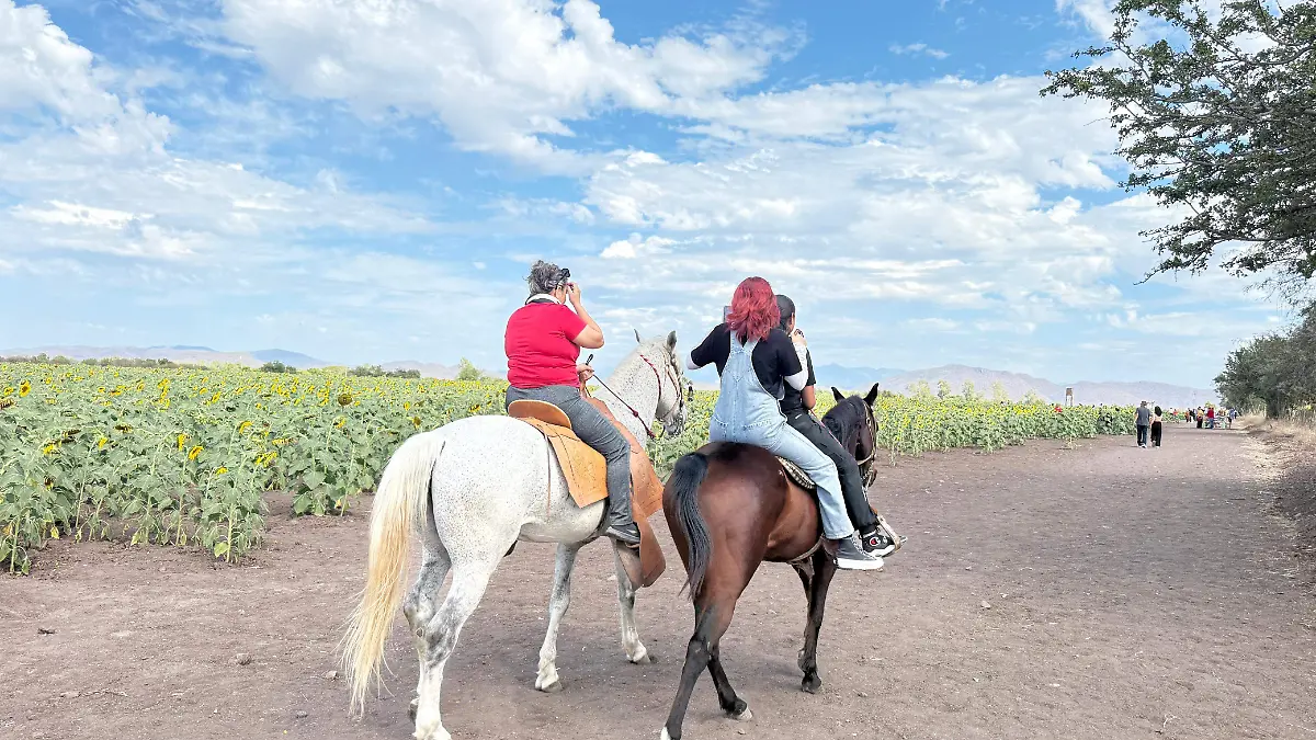 Mocorito-campo-girasol