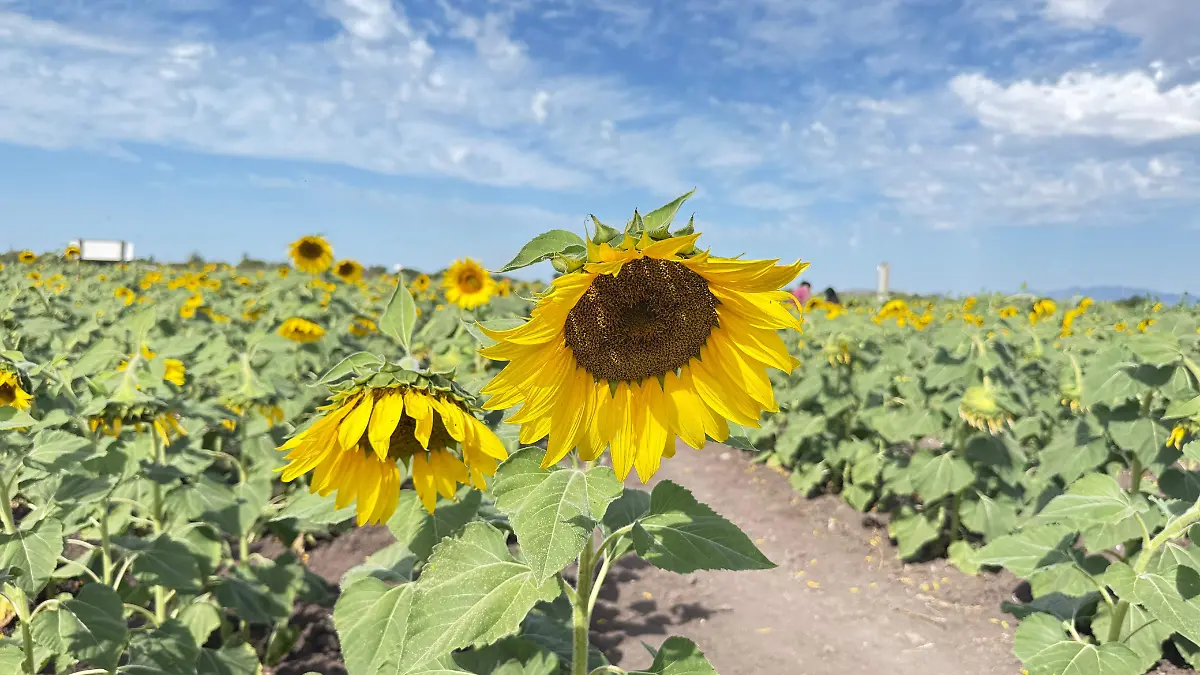 Mocorito-campo-girasol