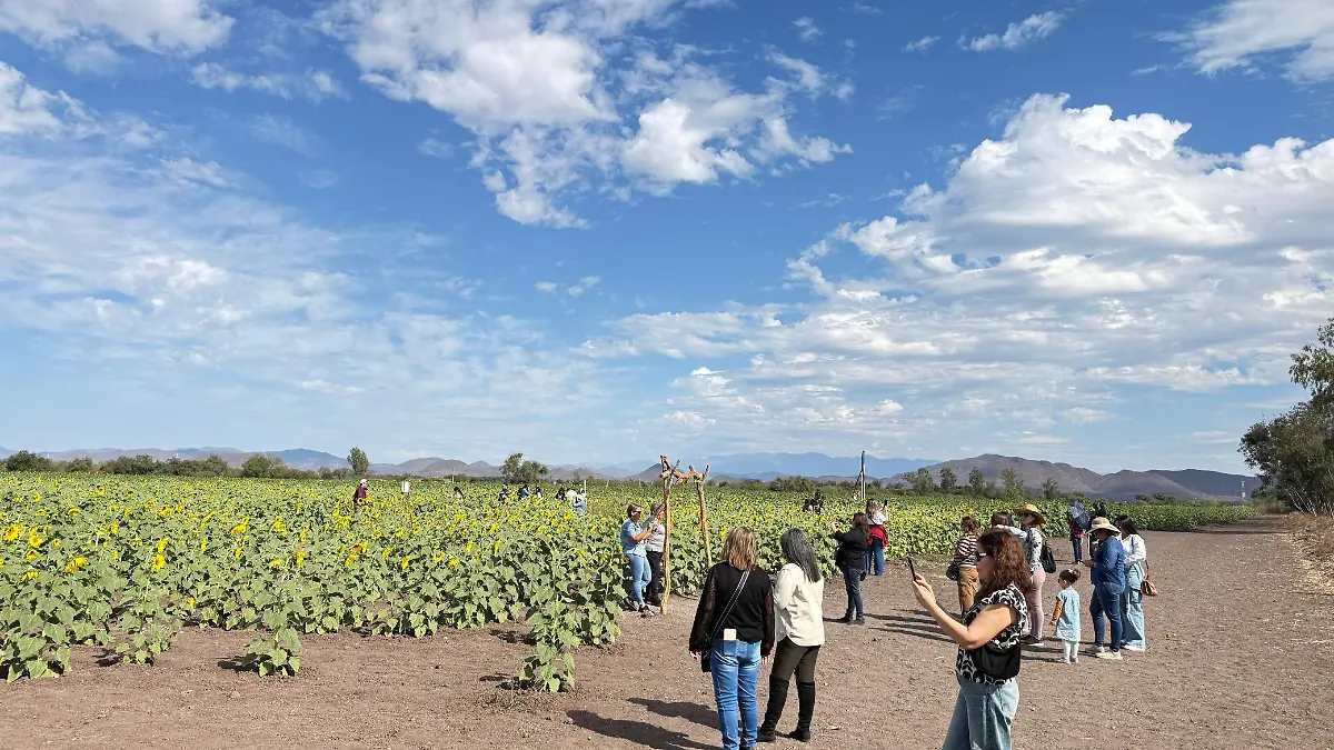 Mocorito-campo-girasol