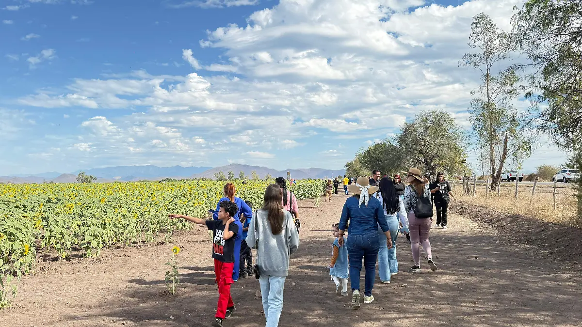 Mocorito-campo-girasol2